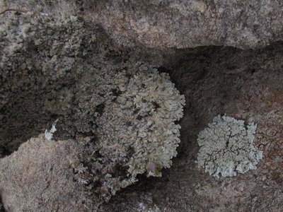 [Pyxine subcinerea]